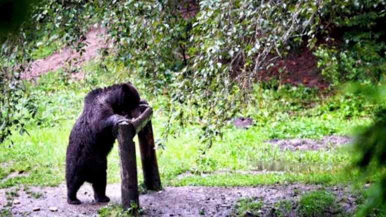 TRANSİLVANYA’DA AYI GÖZLEMİ / (ROMANYA)