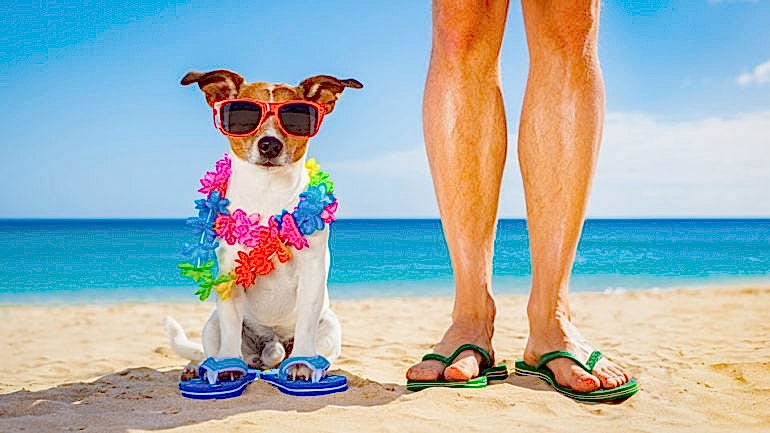 EVCİL HAYVANLA TATİL REHBERİ – ULAŞIM & KONAKLAMA & SAĞLIK