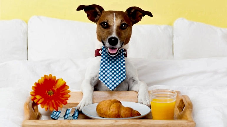 EVCİL HAYVAN KABUL EDEN OTEL VE KAMPLAR