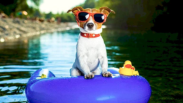 EVCİL HAYVANLA TATİL – KÖPEK VE DENİZ