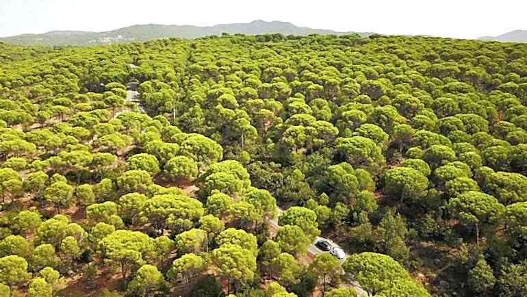 KOZAK YAYLASI: AYVALIK – BERGAMA ARASI BİR CENNET